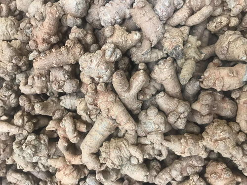 三七加天麻 治療頭暈的效果更佳