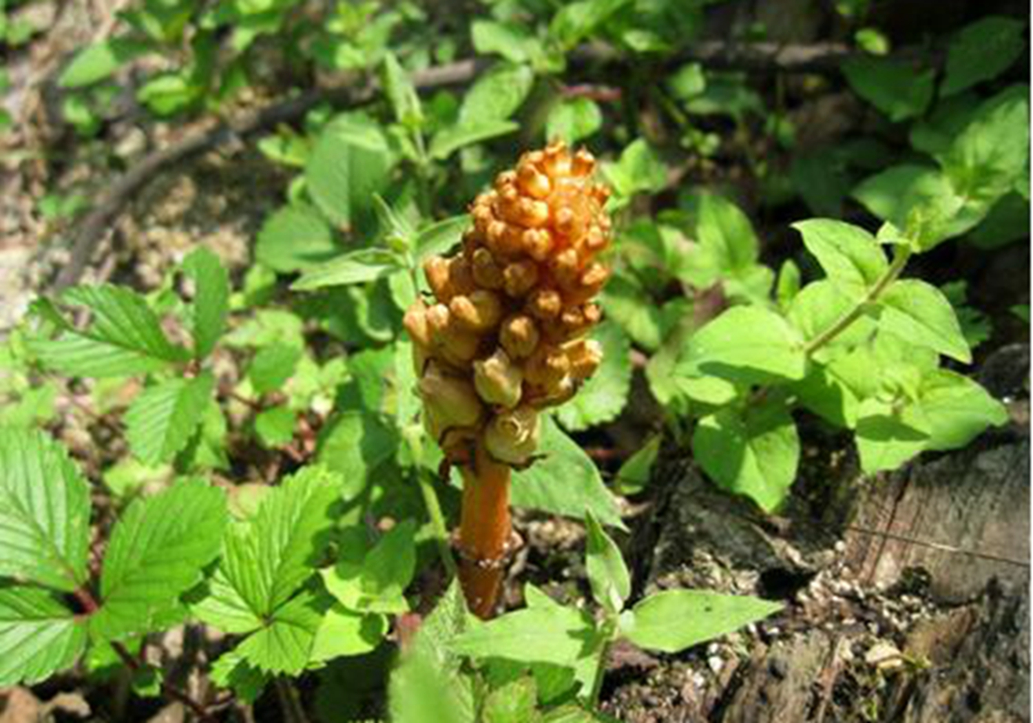 天麻- 2020年最新商品信息聚合專區 - 愛采購