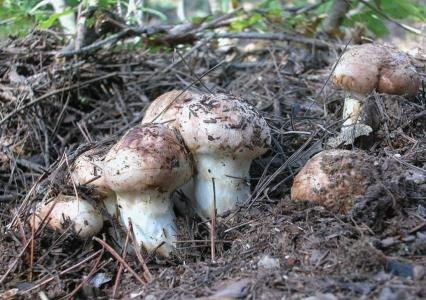 四川高原特產有哪些 丹巴縣革什扎鄉(xiāng)卓斯尼村林果種植專業(yè)合作社 野生天麻