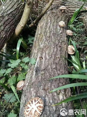 秦嶺深山椴木香菇,入冬新菇,直徑3-5cm,均勻,肉質(zhì)厚實。