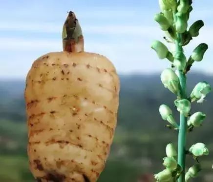 食品藥品監(jiān)管視窗 專業(yè)人士教你如何選購天麻