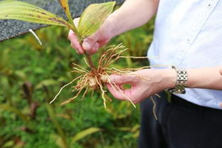 本草貴州 深山訪藥企研討產(chǎn)業(yè)發(fā)展 確保中藥材成脫貧攻堅亮點