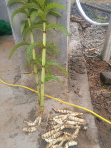 這是什么植物 是天麻嗎